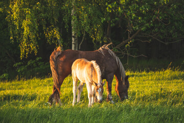 Konie © Katarzyna