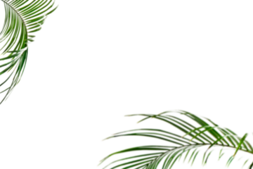 Tree branch flower Photo Overlays, Summer spring painted frame s, Photo art, png