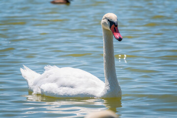 Graceful white Swan swimming in the lake, swans in the wild. Portrait of a white swan swimming on a lake.