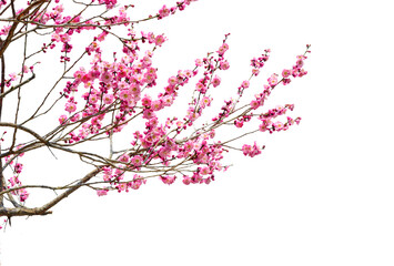 Tree branch flower Photo Overlays, Summer spring painted overlays, Photo art, png - Powered by Adobe