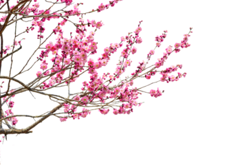 Tree branch flower Photo Overlays, Summer spring painted overlays, Photo art, png