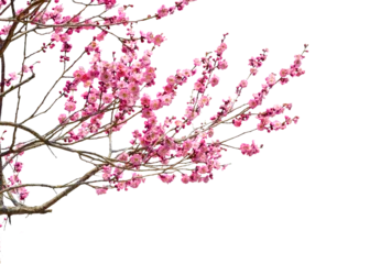 Foto op Plexiglas Tree branch flower Photo Overlays, Summer spring painted overlays, Photo art, png © Daria