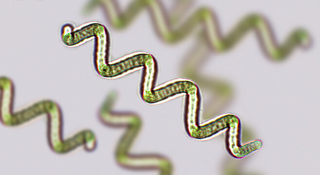 Spirulina sp. blue-green algae under microscopic view x100, cyanobacteria that can be consumed by humans and animals, cultivated worldwide, dietary supplement or whole food