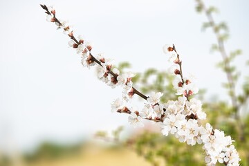 A branch of a bloomingv tree on a blurry background. Spring background with delicate flowers
