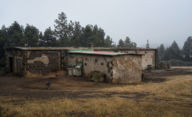 Fototapeta na wymiar Landscape with fog, house and abandoned dog