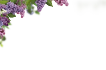 Foto op Canvas Tree branch flower Photo Overlays, Branch of lilac branches. Lilac flowers. Beautiful lilac. png © Daria