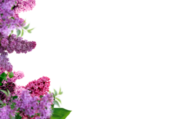 Tree branch flower Photo Overlays, Summer spring painted frame s, Photo art, png