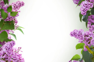Lilac flowers branch isolated. Floral background of spring lilac flowers. Free space for text and your ideas. View from above. Isolate. PNG Flat lay, top view.