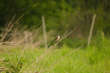 Red Backed Shrike
Neuntöter