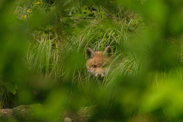 Fototapeta premium Fox Cub 