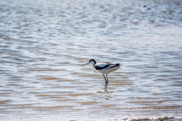 Water bird pied avocet, Recurvirostra avosetta, feeding in the lake. The pied avocet is a large black and white wader with long, upturned beak