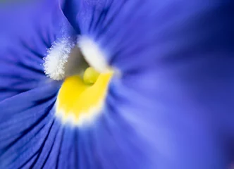 Fotobehang Close up of blue pansy flower © Cath