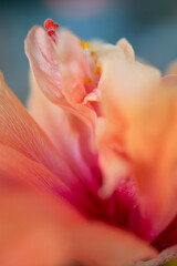 Close up of hibiscus flower