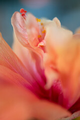 Close up of hibiscus flower © Cath