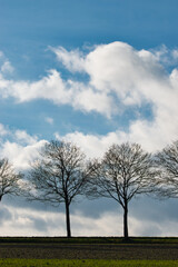 Trees In Front Of A Cloudy Sky