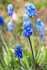 Muscari flower,the garden flower of the mouse hyacinth