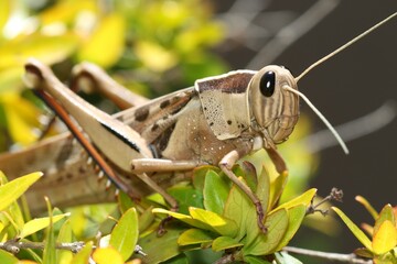Macro photo of Acanthacris Ruficornis, more commonly known as the Brown-headed Bird Grasshopper, among the leaves of a Variegated Abelia plant. Western Cape, South Africa.