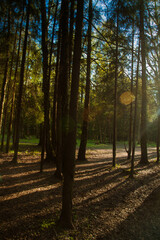 Path in spring forest. Spring forest in the morning, landscape. Sunset in the forest