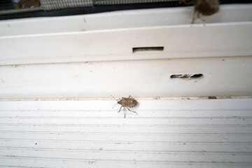 A stink bug, unwanted intruder. 