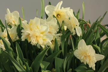 daffodils in the garden