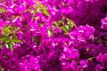 Twigs of flowering bougainvillea against the background of the bush in a blurred focus. The background of beautiful bougainvillea flowers in the garden.