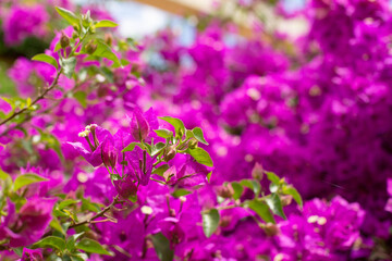 Twigs of flowering bougainvillea against the background of the bush in a blurred focus. The background of beautiful bougainvillea flowers in the garden.