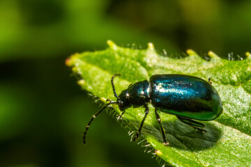 Fototapeta premium Blue cetonia aurata beetle on a leaf