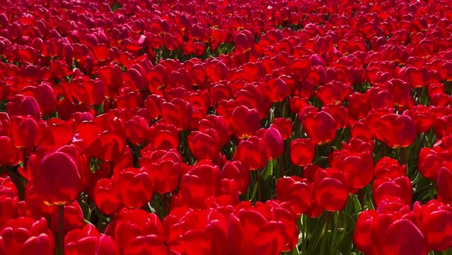 Field of red tulips on sunny day Keukenhof flower garden Lisse Netherlands. Happy kings day. High quality 4k footage