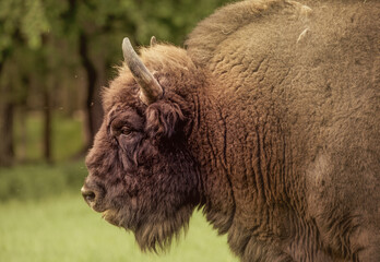 american bison - obrazy, fototapety, plakaty
