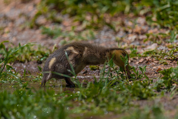Small duck on green grass in spring sunny windy day