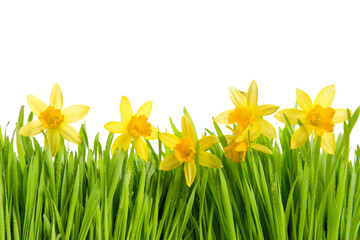 narcissus Flower grass isolated on transparent background, Yellow flower isolated Photo summer flowers, fields png 
