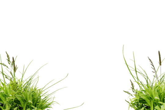 Flower grass petals Photo Overlays, Photoshop Overlays, Summer frame s, Golden Fields, png