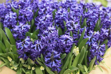 blue hyacinth flowers