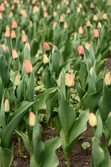 tulips in the garden