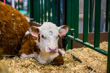 Portrait of brown and white little calf lying on floor at agricultural animal exhibition, cattle trade show. Farming, agriculture industry and animal husbandry concept