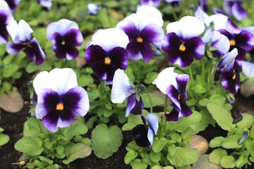 flowers in the garden