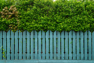 Front view of lush and thick trees behind weathered wooden fence painted in teal in the summer.