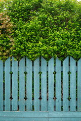 Fototapeta premium Front view of lush and thick trees behind weathered wooden fence painted in teal in the summer.