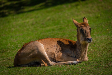 Orange animal on green grass in sunny spring day