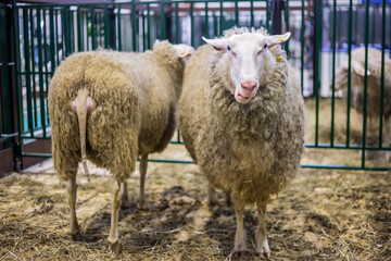 Portrait of funny cute East Friesian sheep at agricultural animal exhibition, small cattle trade show. Farming, agriculture industry, livestock and animal husbandry concept
