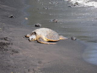 Yellow and black sea turtle resting on the Black Sands Beach at Punaluʻu, Hawaii.