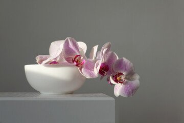 Soft focus Pink phalaenopsis orchid flower on gray interior. Minimalist still life. Light and...