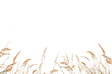 Flower grass petals Photo Overlays, Photoshop Overlays, Summer overlays, Golden Fields, png