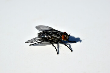 Beautiful meat fly macro close-up photo on a white background