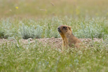 Naklejka na ściany i meble steppe marmot baibak with closed eyes