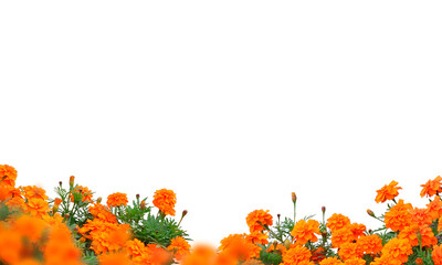 Orange marigold flowers isolated on transparent background, flower isolated Photo summer spring flowers, png