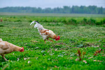 A rooster on the green grass. Natural food on the farm