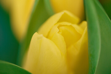 Selective focus of beautiful yellow tulips. Close-up of the spring composition. Delicate tulip bud top view. High quality photo