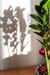 Zamiokulkas decorated with Christmas balls and a beautiful shadow from him on the wall. Copy space