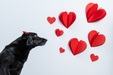 cachorro preto com corações ao lado